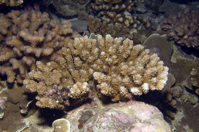 Acropora lutkeni